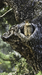 brown fish owl