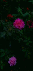Beauty through thorns