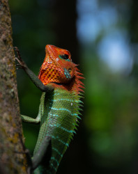 Colourful Visitor