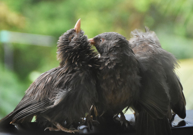 Mother's love