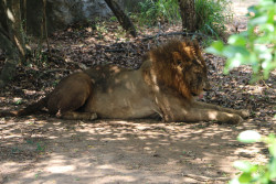 Pride