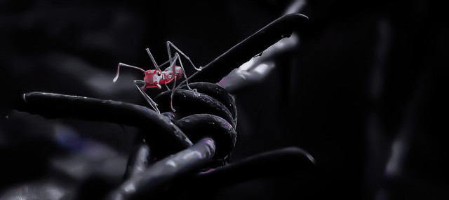 Ant