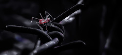 Ant