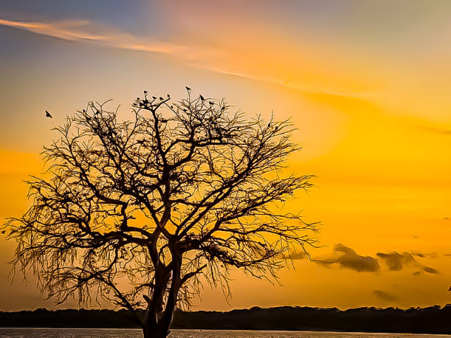 Old Tree Home For the birds
