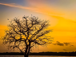 Old Tree Home For the birds
