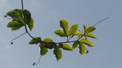 colours of green