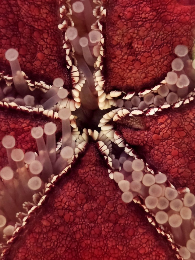 "Beneath the Starfish: Capturing Ocean Mysteries"