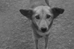 Speaking Eyes