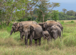 Elephant herd