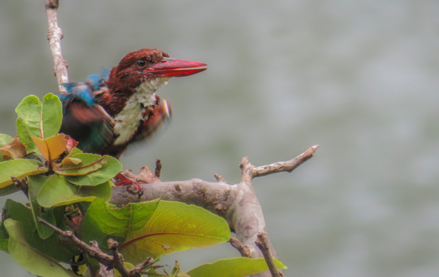 Kingfisher