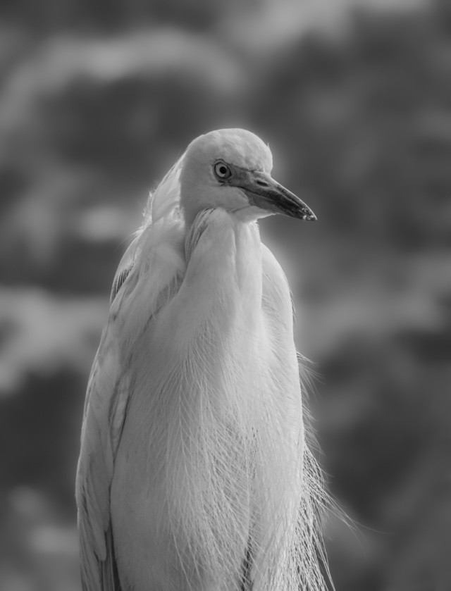 Birds Portrait