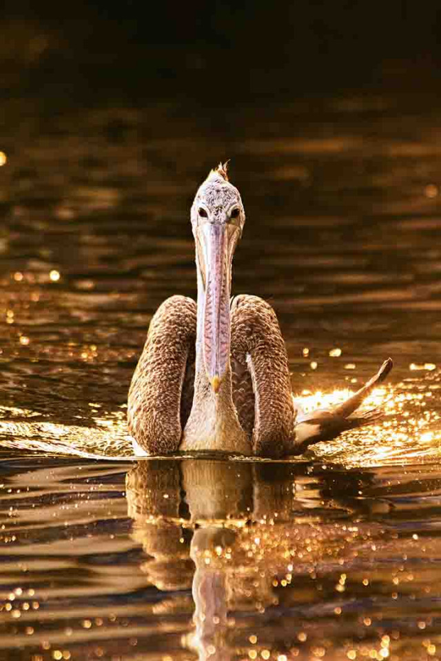Golden Lake