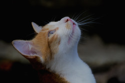 Looking for prey
