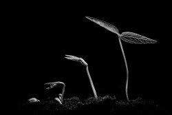 Stages of life