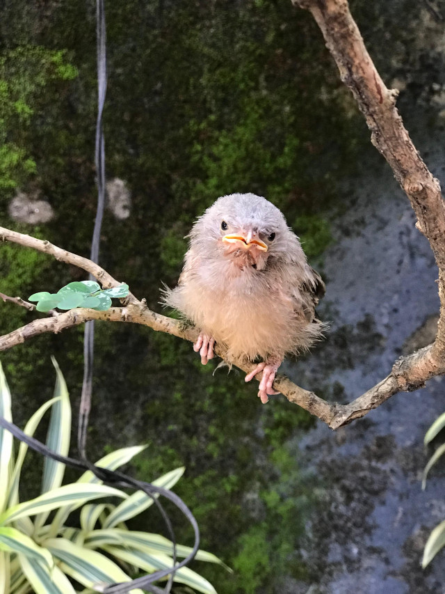 Hatchling