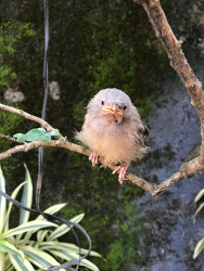 Hatchling