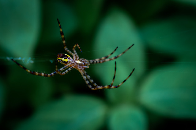Spider