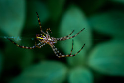 Spider
