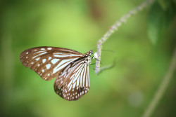 The Wings