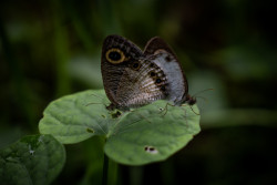 Butterflies