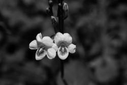 Flower1