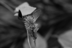 Butterfly On the Flower
