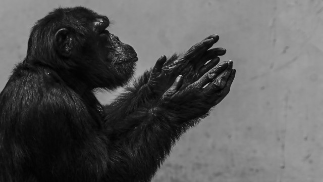 Clapping Hands