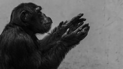 Clapping Hands