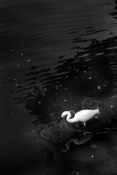 Black Waters
