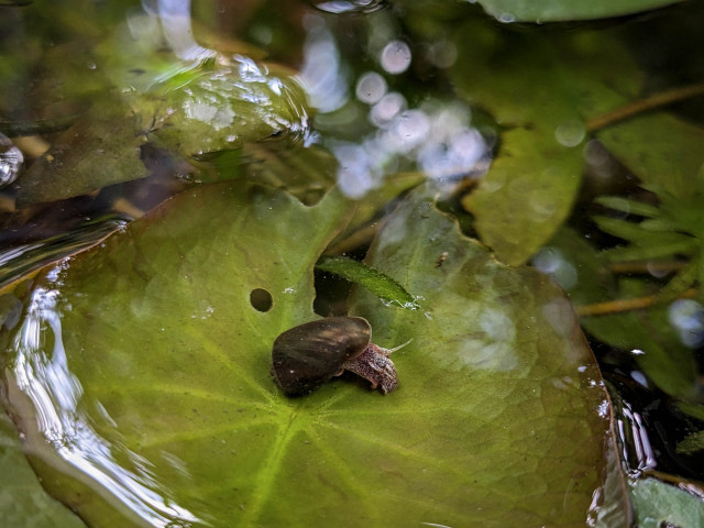 water snale