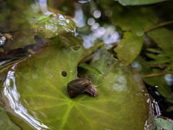 water snale