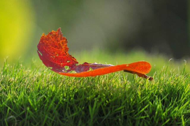 Little Umbrella