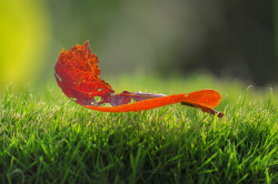 Little Umbrella