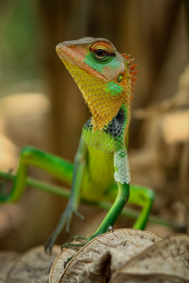 the lizard