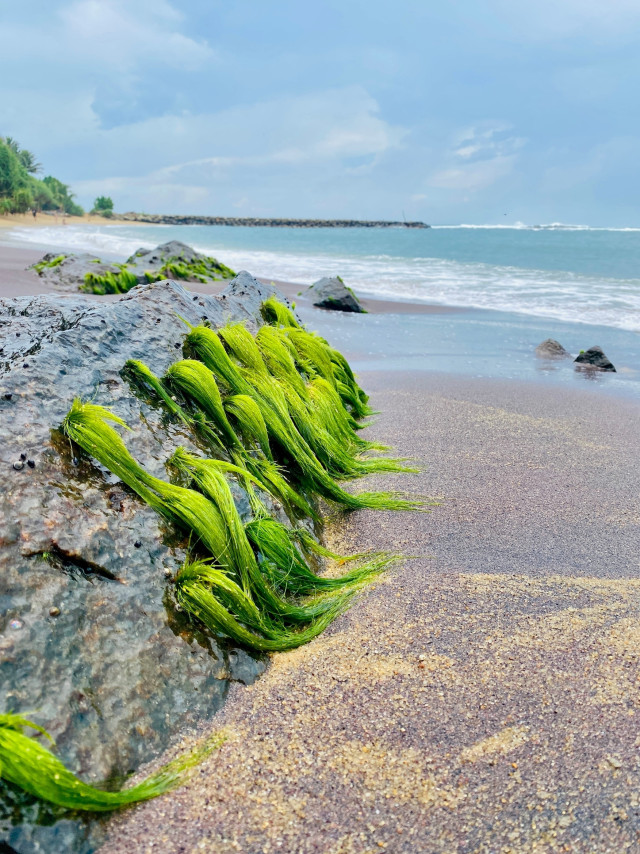 The Harmony of Seaweed and Sea