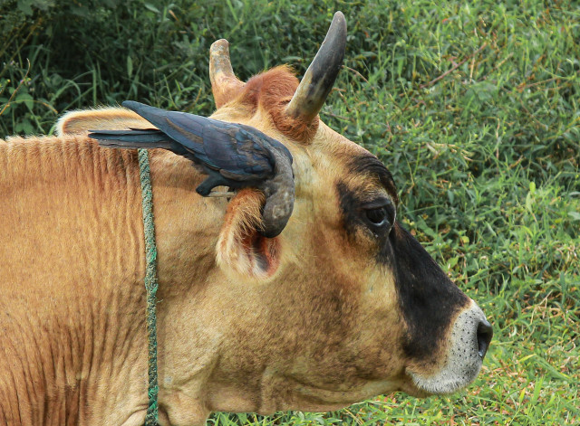 Animal Life