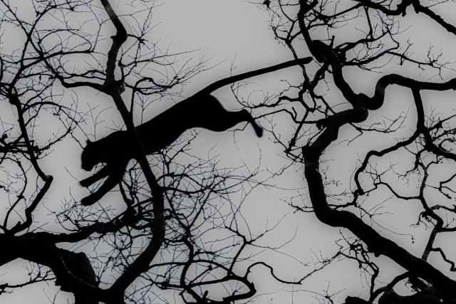 The Flying Cat