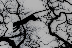 The Flying Cat