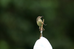 A view of a brown prinia bird that came in search of prey and grabbed the prey to extinguish its belly fire in a fertile