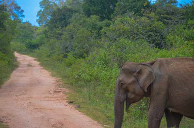 Elephant pass