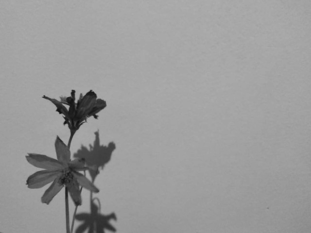 අටපෙතියා