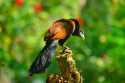 Birding
