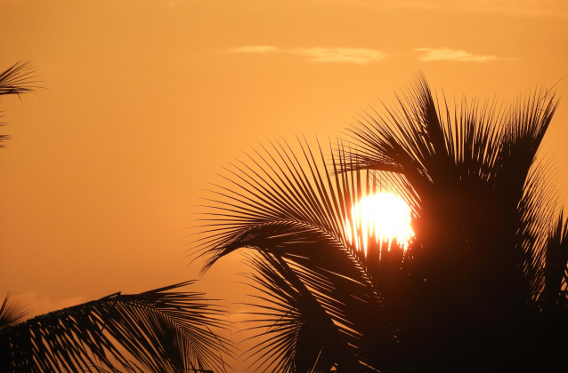 evening sun through coconut leaves