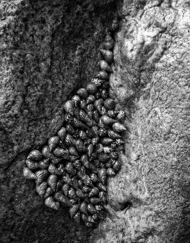 Sea snail cluster