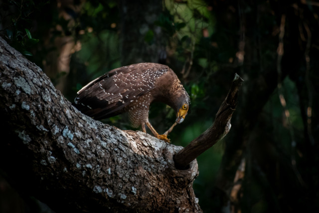 Stealth And Strength Of The Predator