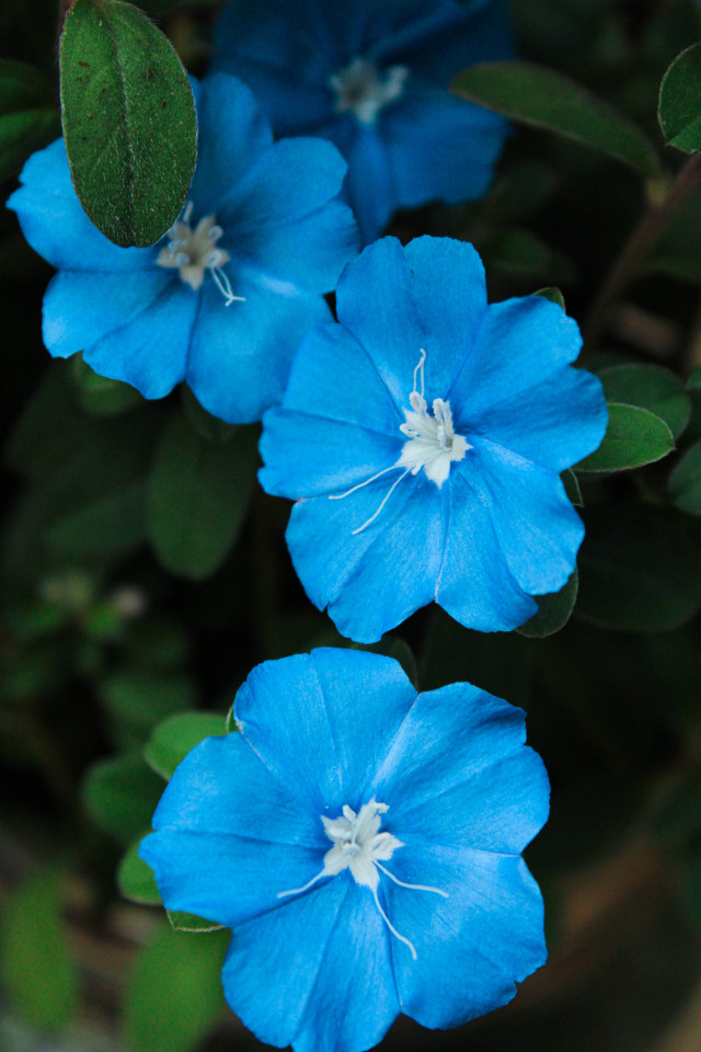 Glory Blooms