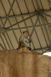The Lookout