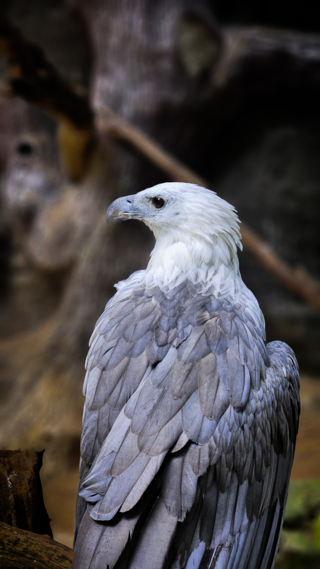 Guardian of the sky