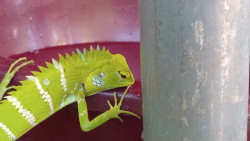 The lizard