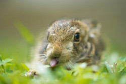 N Navith Riyon 01 Cuties Of The Wild